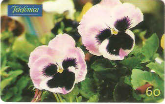 SP-0350 - Amor Perfeito Rosado